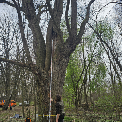 Gutachten auf Bruchsicherheit - Tilia cordata für Stadt Ingolstadt 