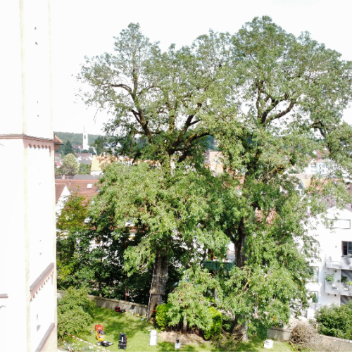 Gesamtansicht der Bäume