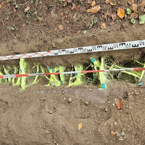 Wurzeln Farblich markiert