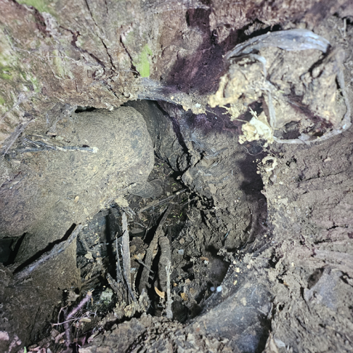 Blick in den Baum, mit Adventivwurzeln