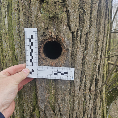 43 Habitatstruckturen im Baum