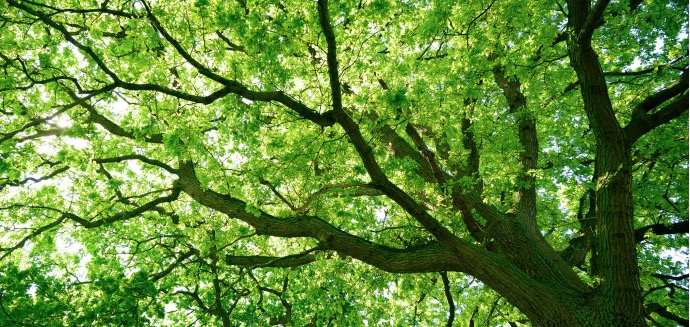 Baumgutachter: Baum im Park